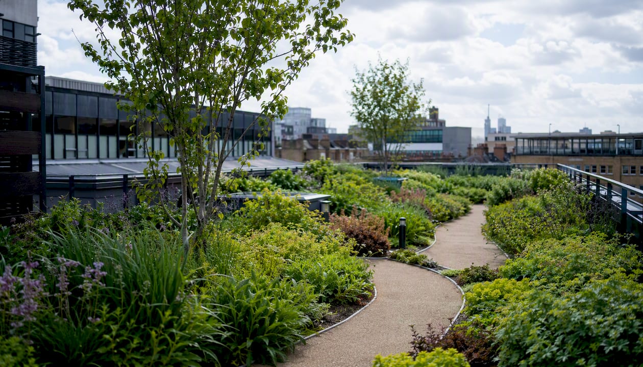 UK office rooftop intensive green roof terrace