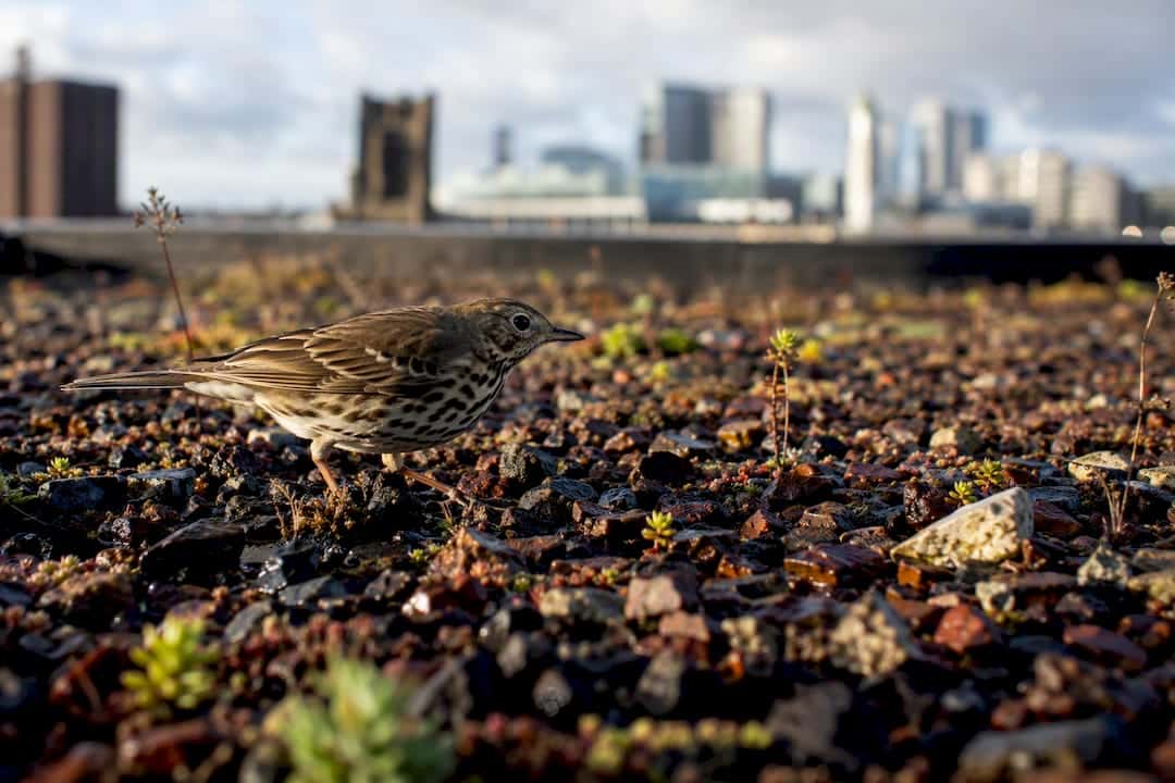 Bird on recycled rubble brown roof habitat